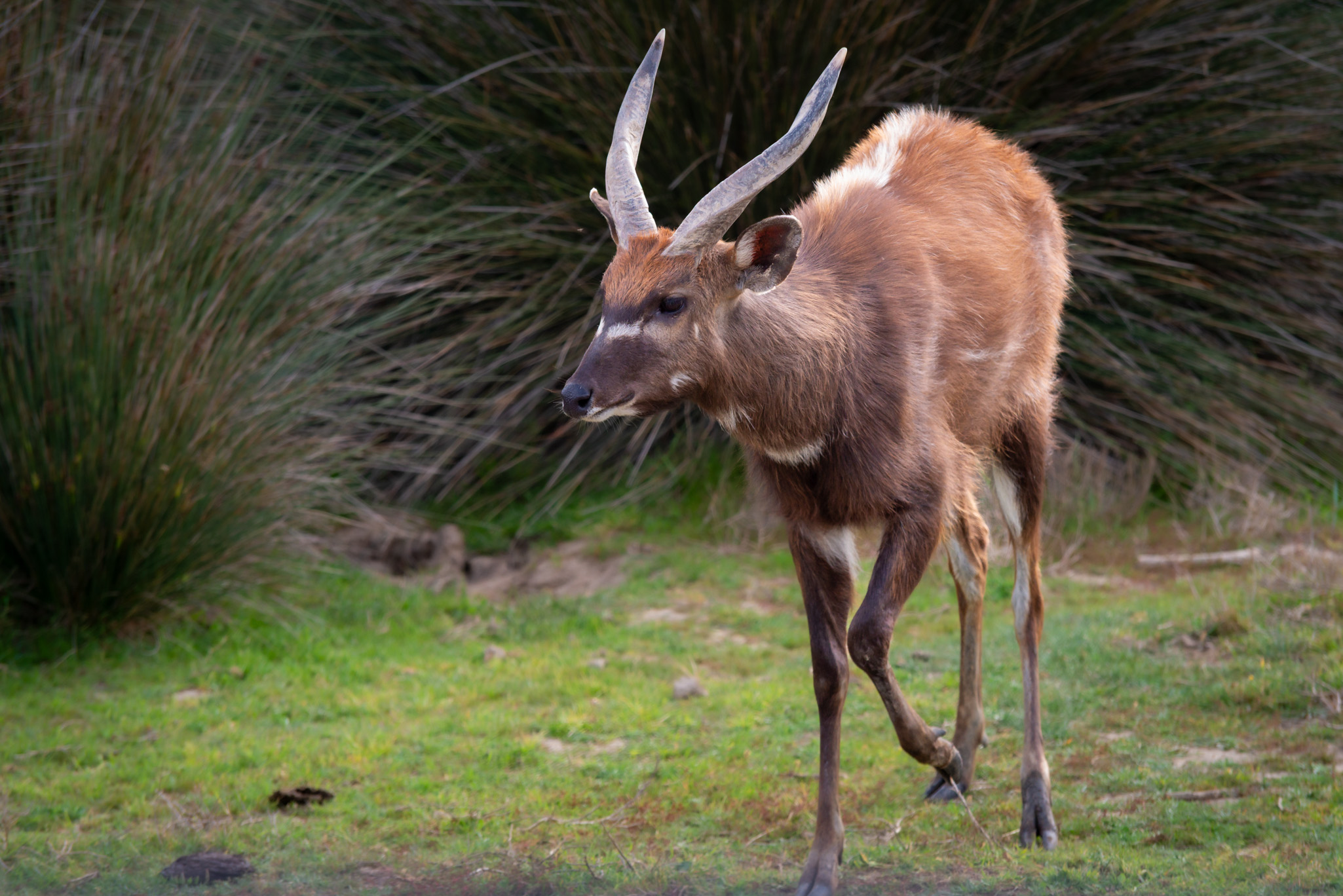 Antílope sitatunga